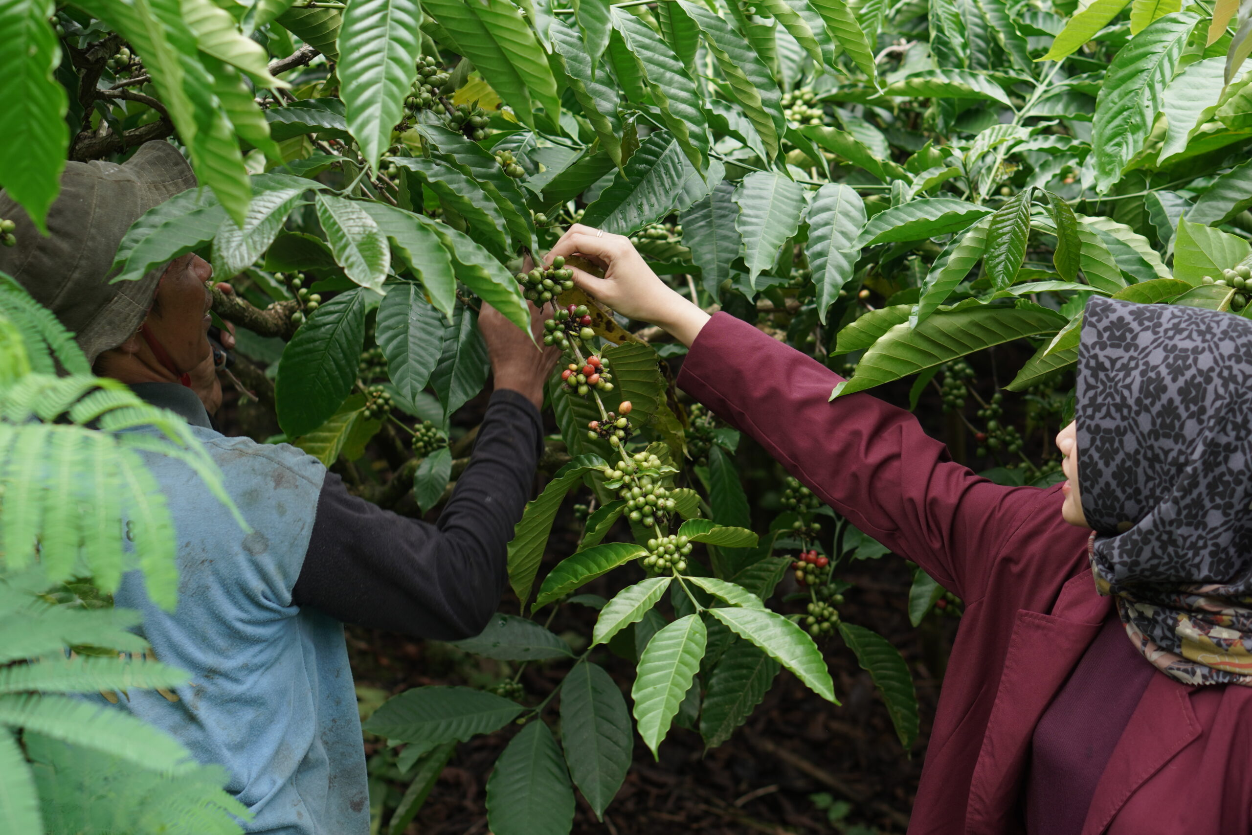 Robusta Gunung Kawi - Commercial Grade